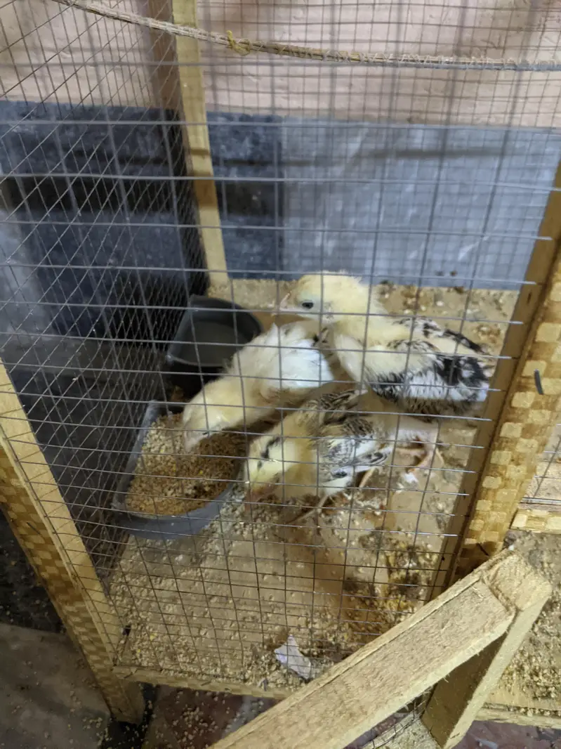 3 golden chick for sale with cage — photo 2