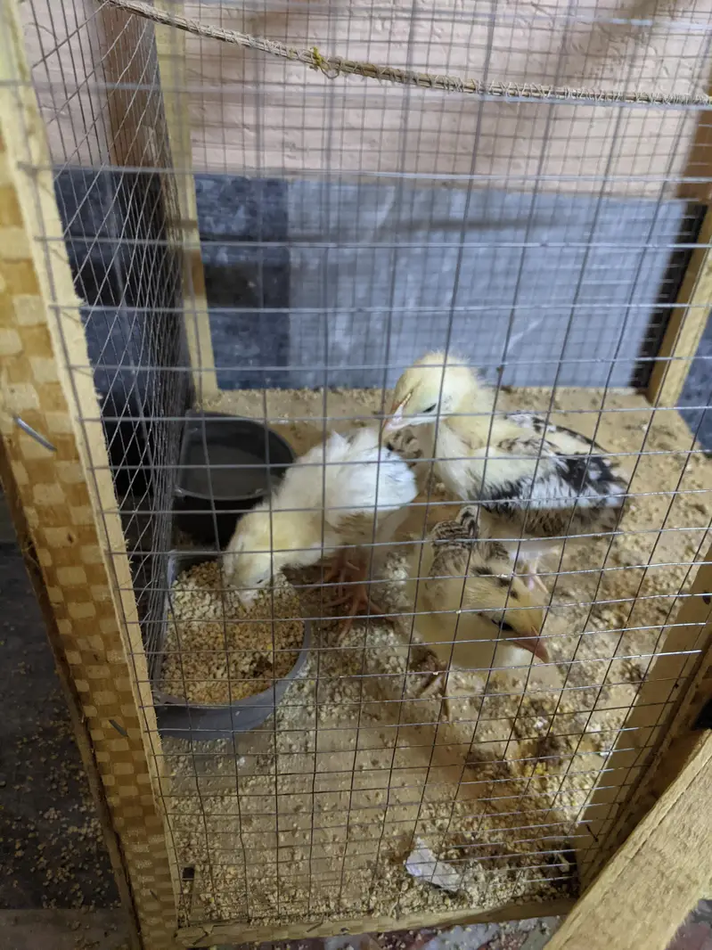 3 golden chick for sale with cage — photo 3