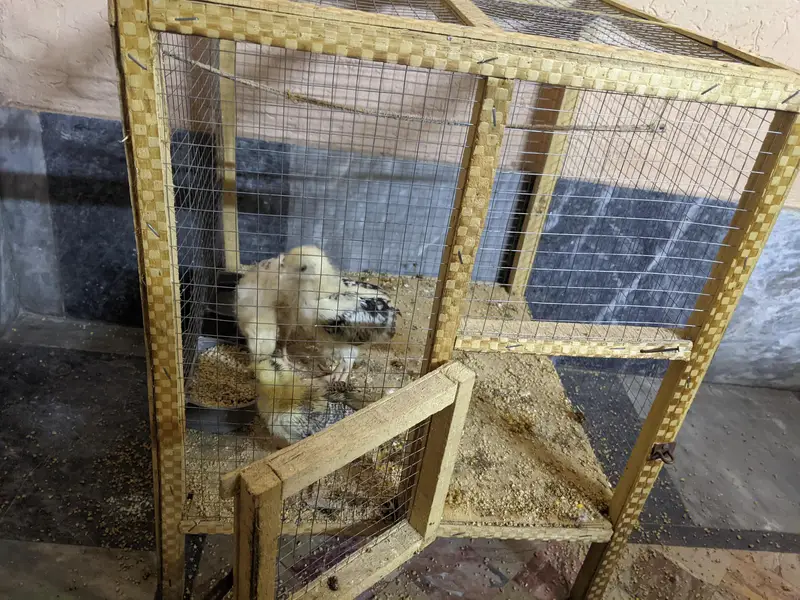 3 golden chick for sale with cage — photo 4