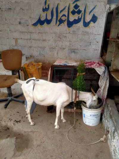 High Quality *Tapri Bakri with 3 Kids* Available for Sale Demand 110K