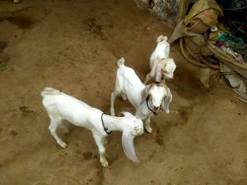 High Quality *Tapri Bakri with 3 Kids* Available for Sale Demand 110K — photo 2