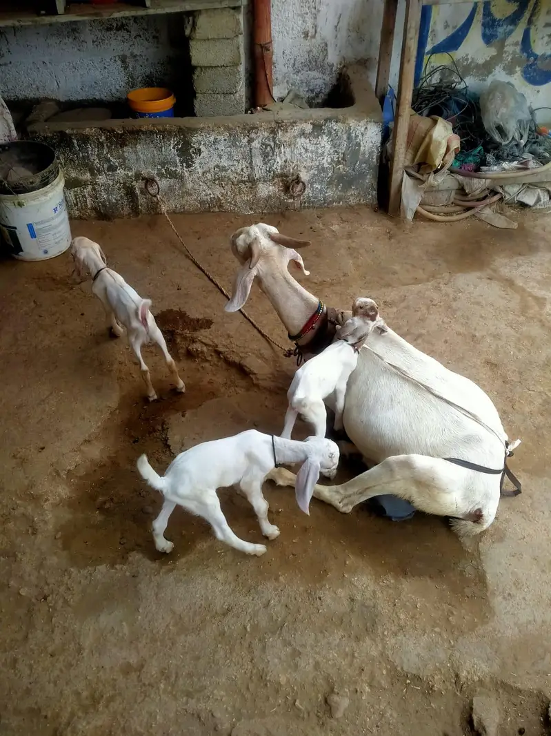 High Quality *Tapri Bakri with 3 Kids* Available for Sale Demand 110K — photo 3