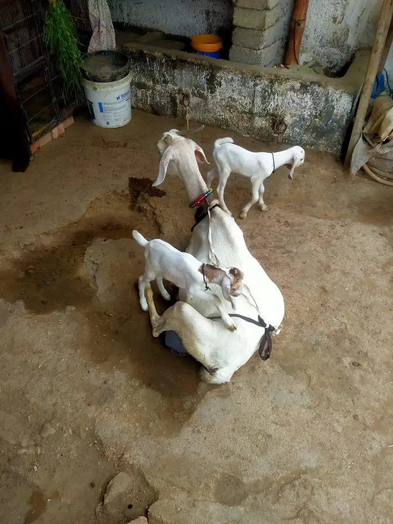 High Quality *Tapri Bakri with 3 Kids* Available for Sale Demand 110K — photo 4