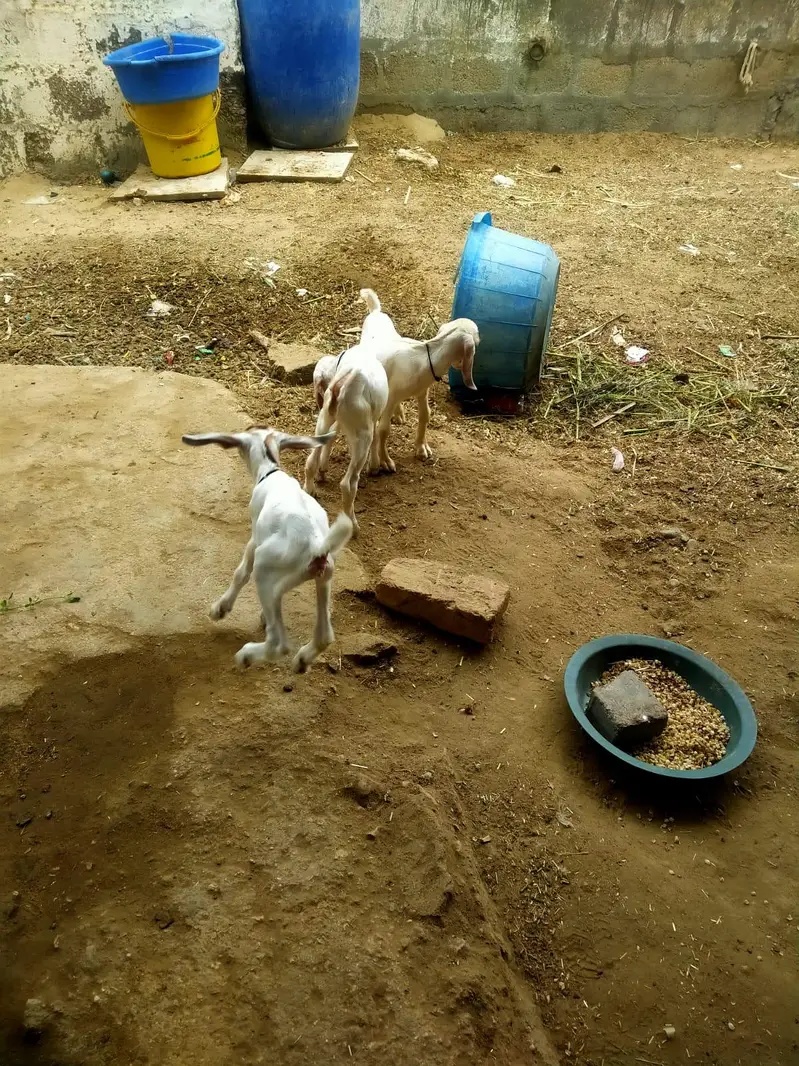 High Quality *Tapri Bakri with 3 Kids* Available for Sale Demand 110K — photo 5