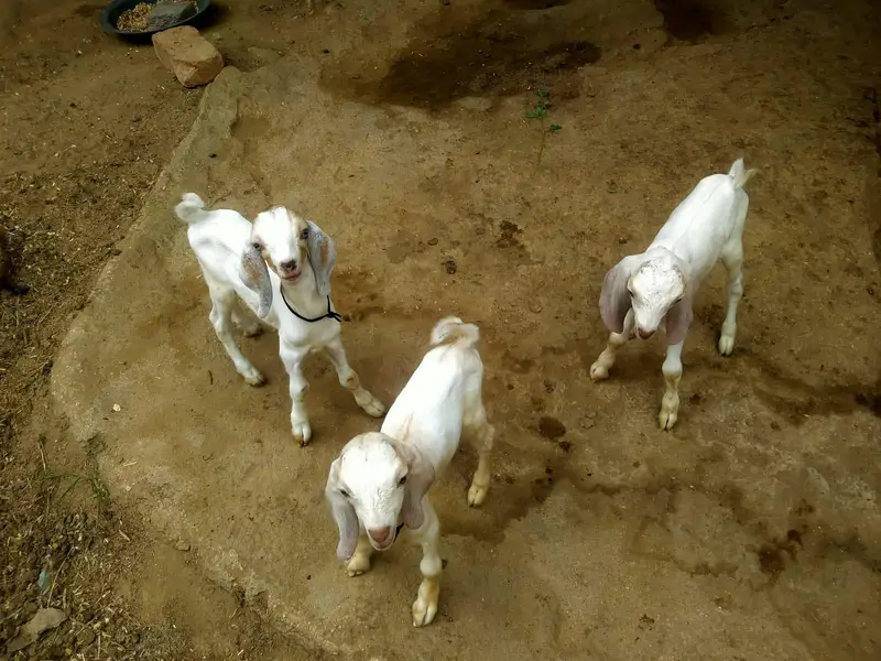 High Quality *Tapri Bakri with 3 Kids* Available for Sale Demand 110K — photo 6