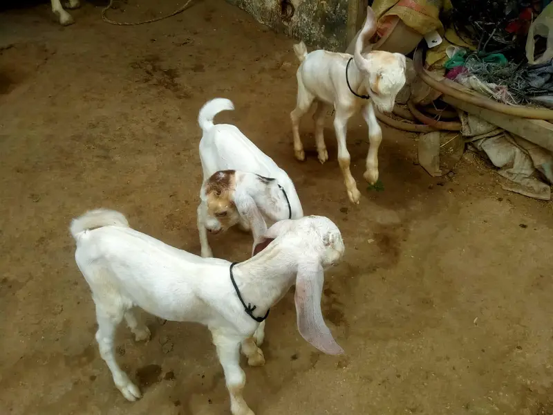 High Quality *Tapri Bakri with 3 Kids* Available for Sale Demand 110K — photo 7
