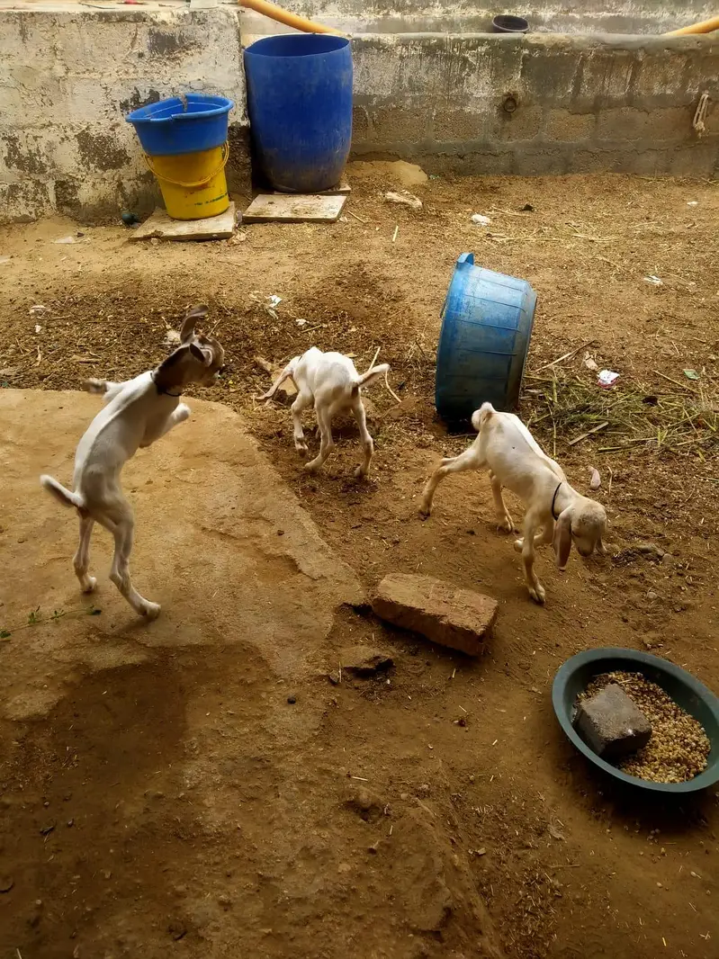 High Quality *Tapri Bakri with 3 Kids* Available for Sale Demand 110K — photo 8