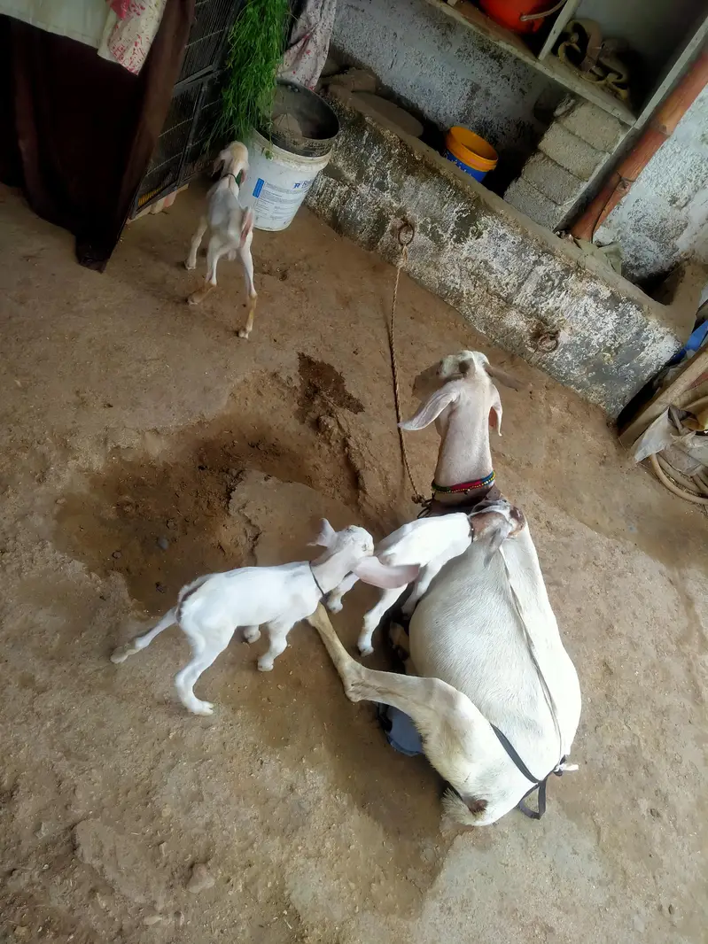 High Quality *Tapri Bakri with 3 Kids* Available for Sale Demand 110K — photo 11