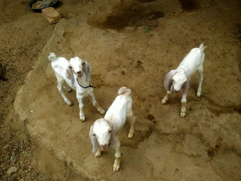 High Quality *Tapri Bakri with 3 Kids* Available for Sale Demand 110K — photo 12