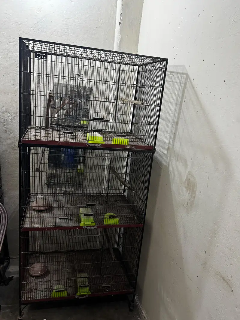 BIRD CAGES — photo 2