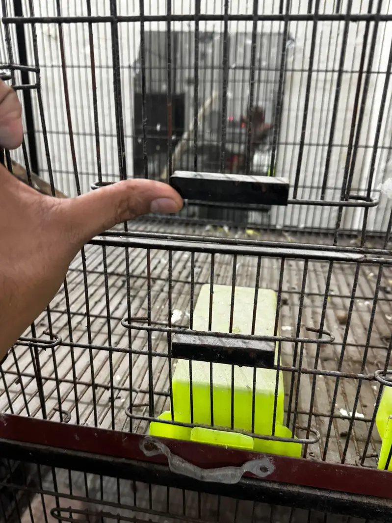 BIRD CAGES — photo 3