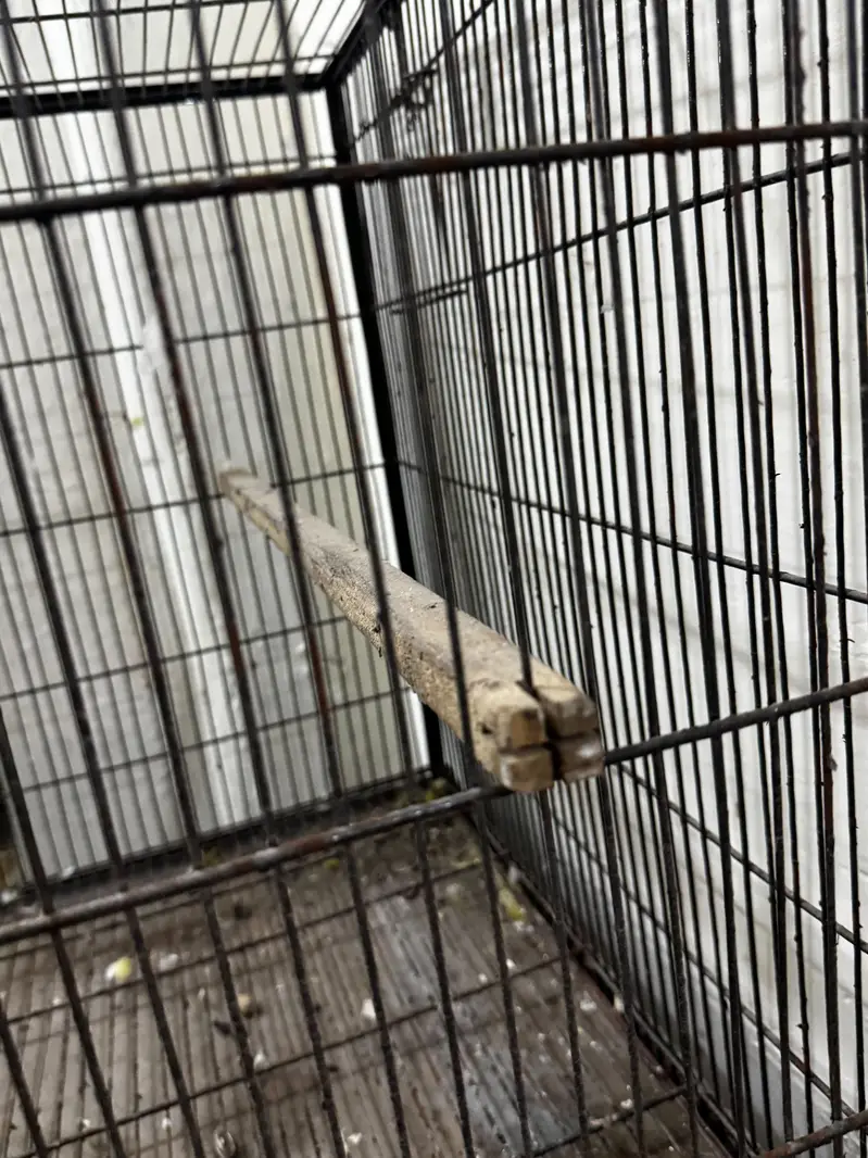 BIRD CAGES — photo 4
