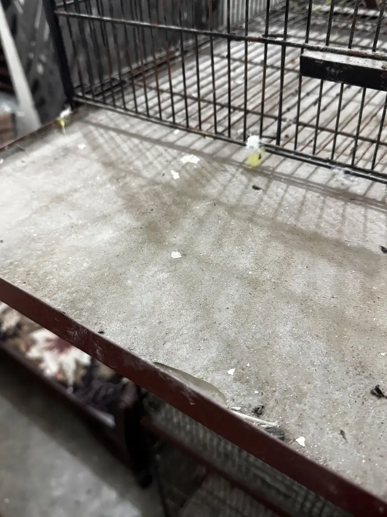 BIRD CAGES — photo 5