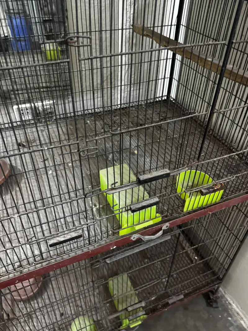 BIRD CAGES — photo 6