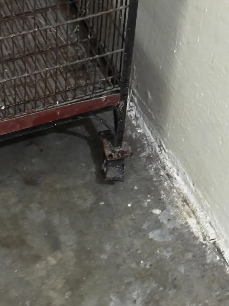 BIRD CAGES — photo 10