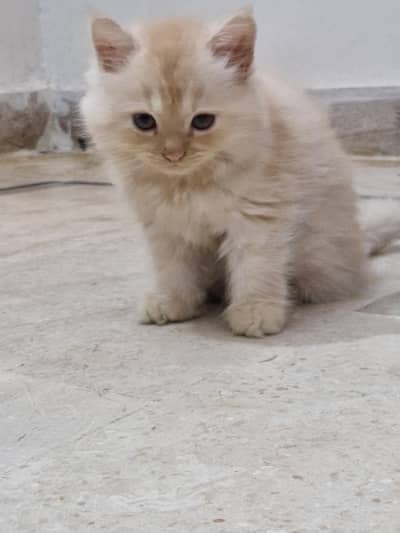 Persian kittens. Whatapp//037046///02354