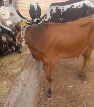 kas cattle farm bull for sale