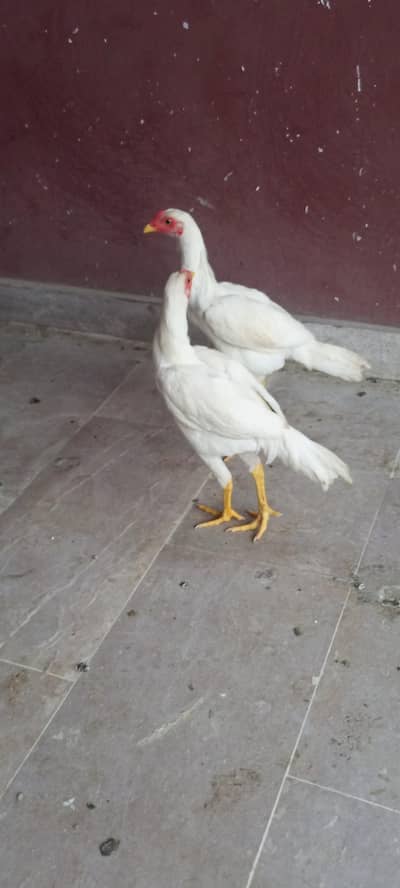 aseel murga murgi hai