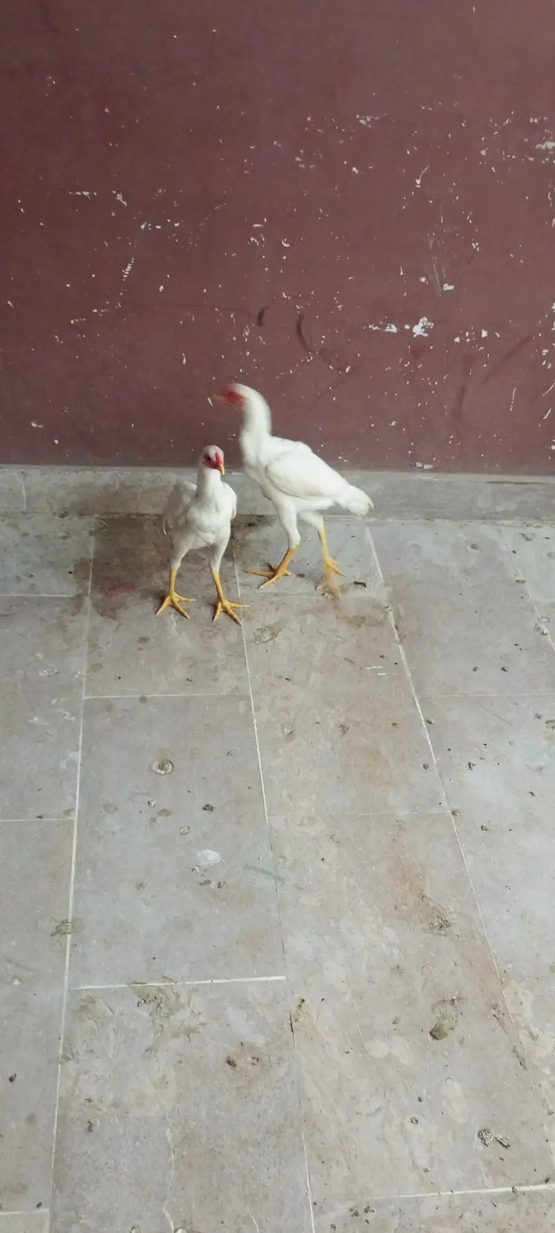 aseel murga murgi hai — photo 2