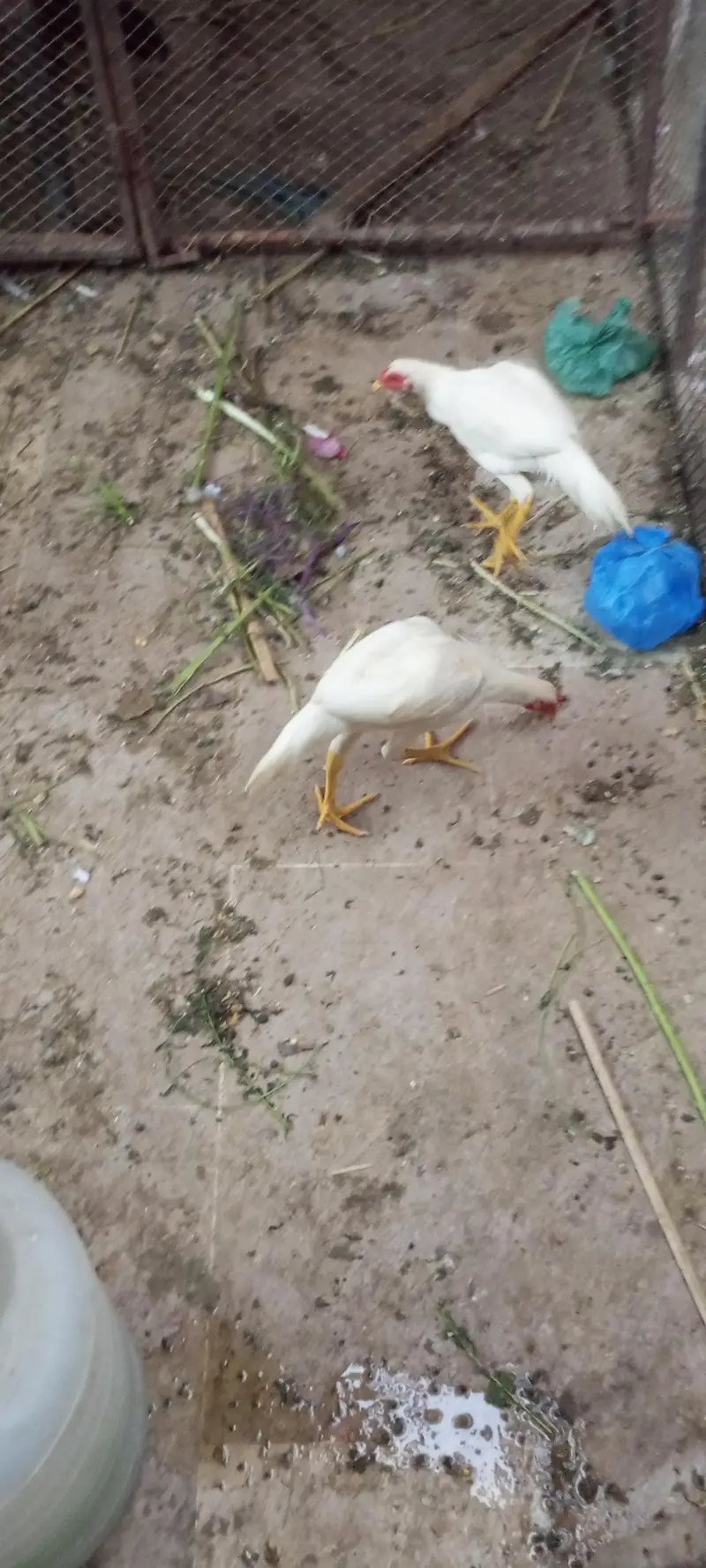 aseel murga murgi hai — photo 4