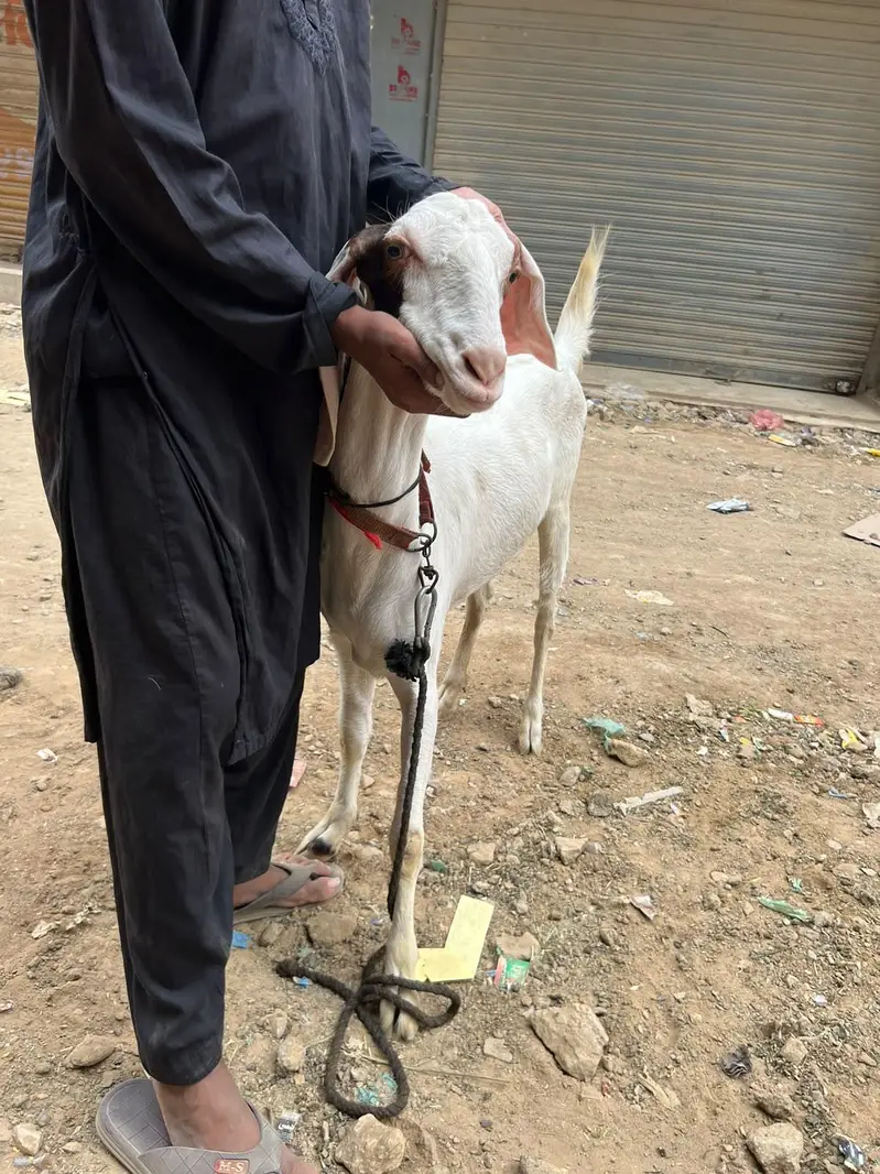 pateri goat — photo 2