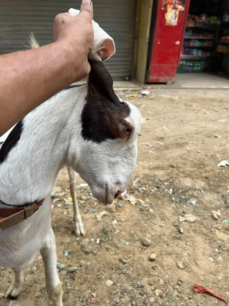 pateri goat — photo 3