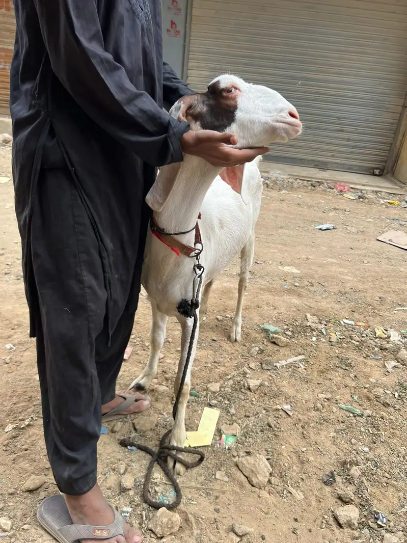 pateri goat — photo 4