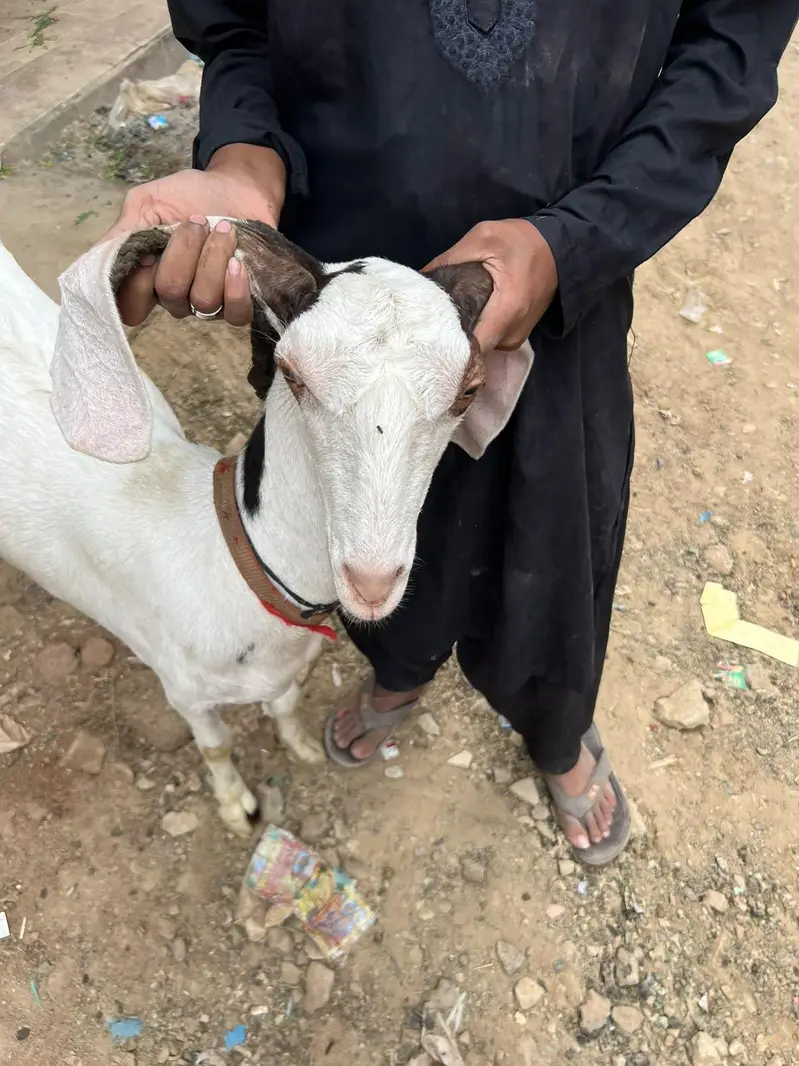 pateri goat — photo 6