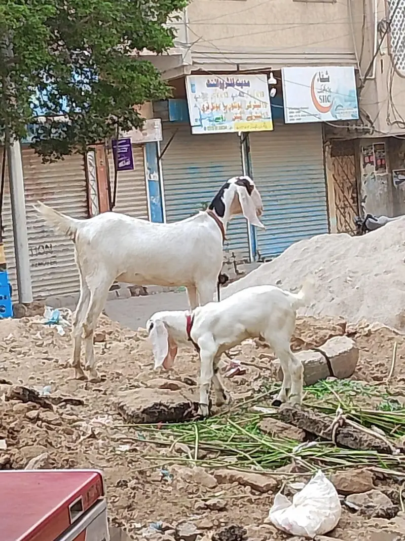 pateri goat — photo 7