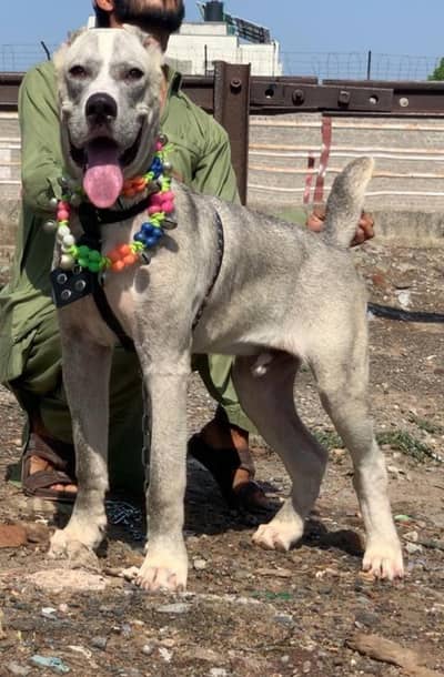 paur king alibai full security dog male 5 mohtn for sale