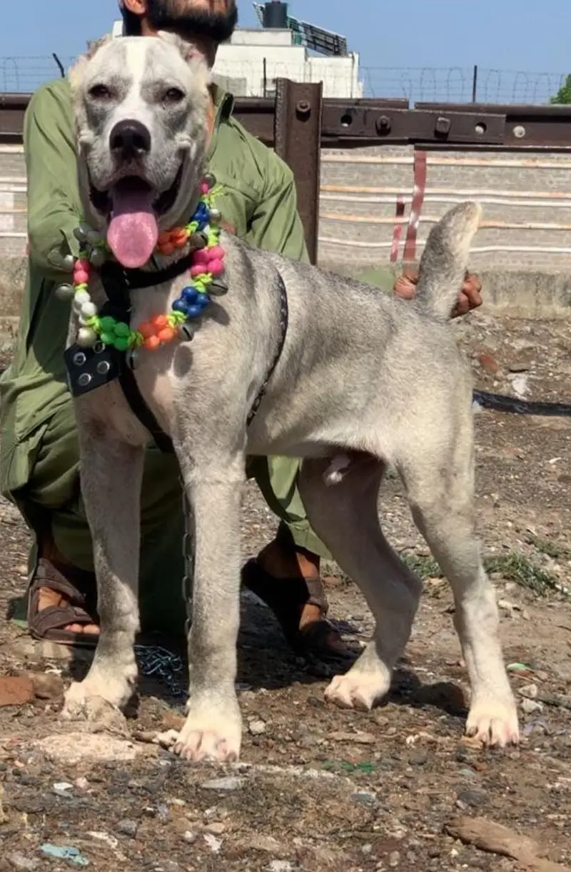 paur king alibai full security dog male 5 mohtn for sale