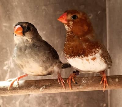 Half orange zebra finch pair, Grey sharftail pair
