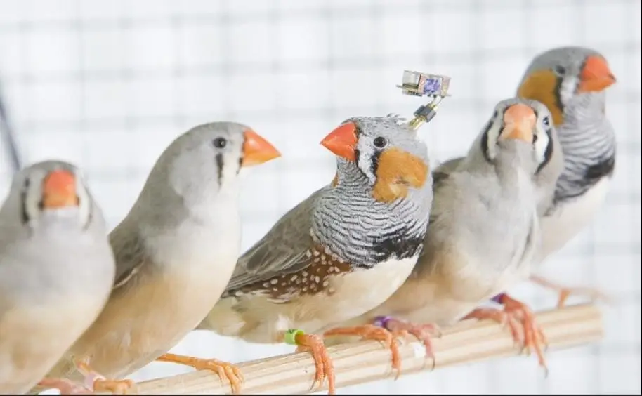 Mutation zebra finches,Half orange zebra finch pair, Grey sharftail — photo 2