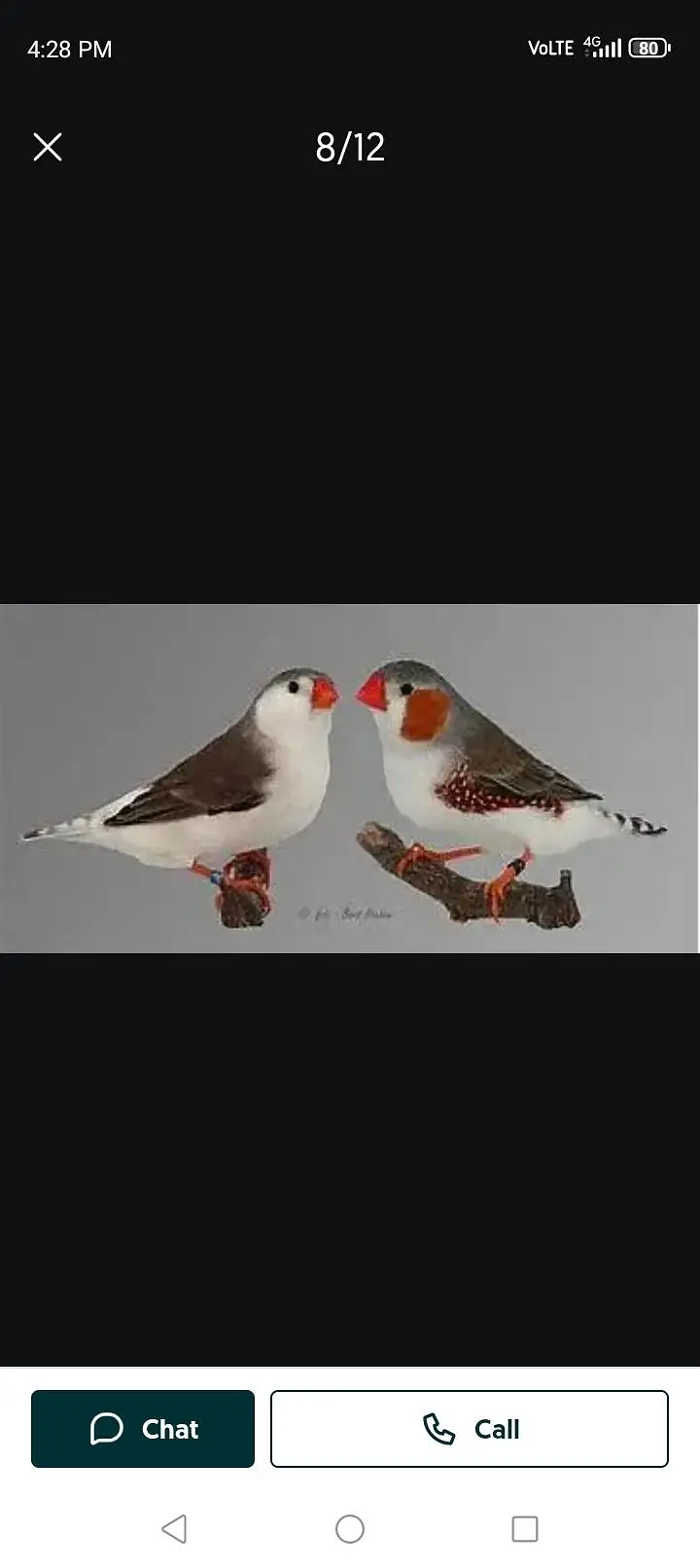 Mutation zebra finches,Half orange zebra finch pair, Grey sharftail — photo 3