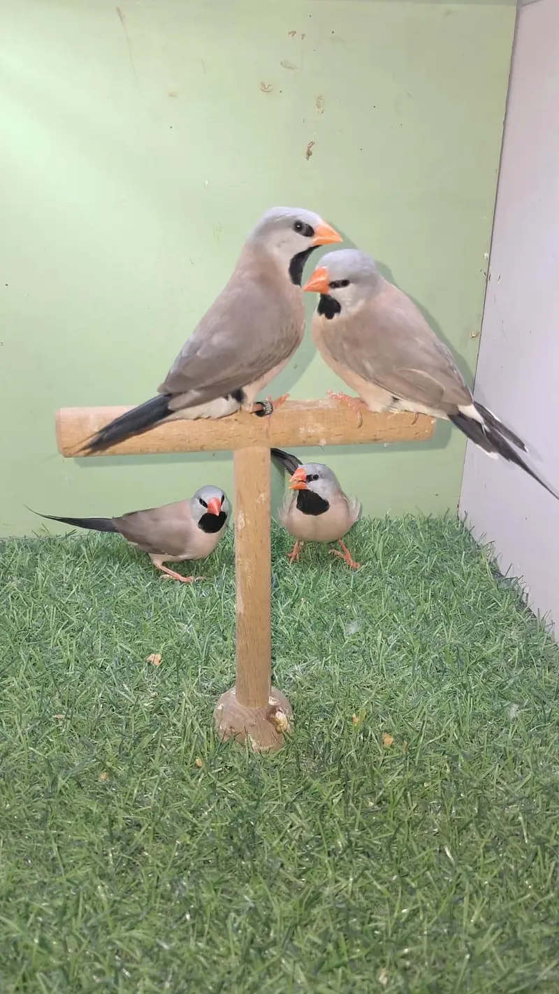 Mutation zebra finches,Half orange zebra finch pair, Grey sharftail — photo 4