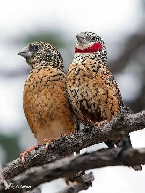 Mutation zebra finches,Half orange zebra finch pair, Grey sharftail — photo 5
