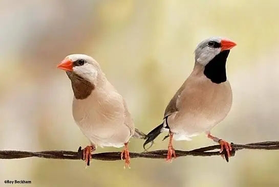 Mutation zebra finches,Half orange zebra finch pair, Grey sharftail — photo 6