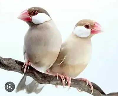 Mutation zebra finches,Half orange zebra finch pair, Grey sharftail — photo 7