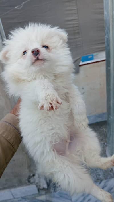 russian zero size pink nose puppies