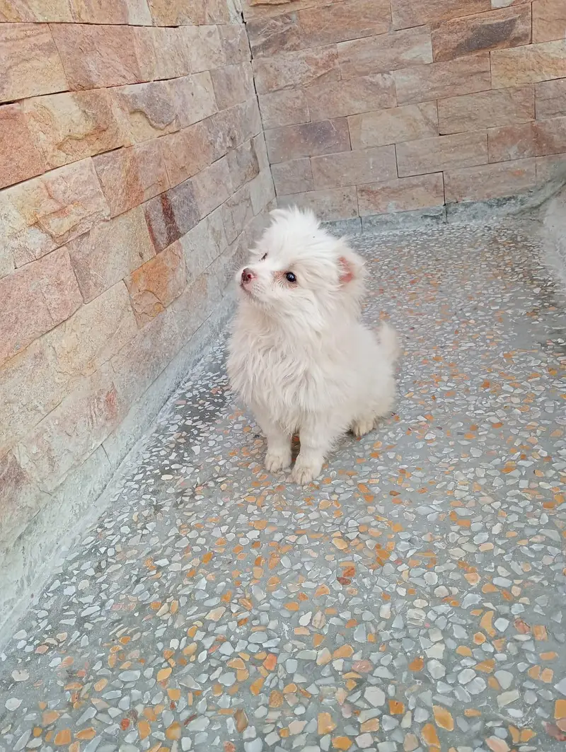 russian zero size pink nose puppies — photo 2