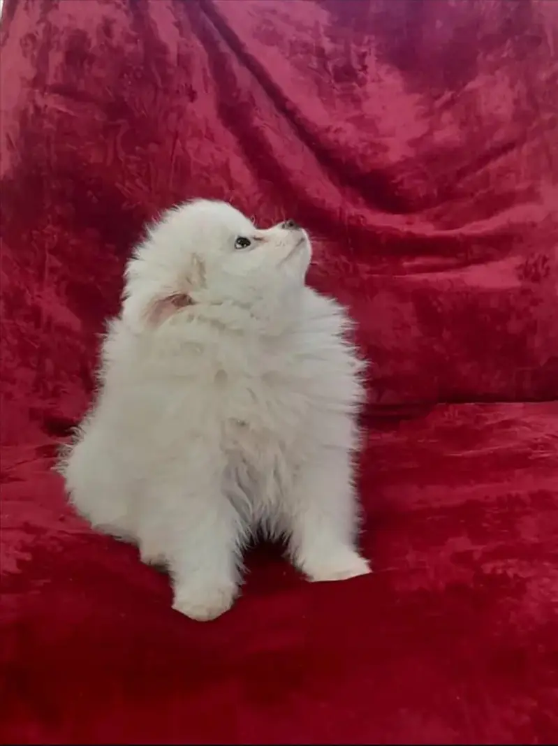russian zero size pink nose puppies — photo 3