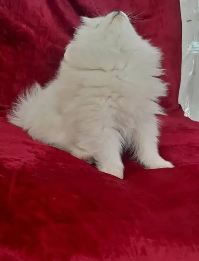 russian zero size pink nose puppies — photo 4