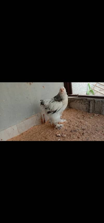 light Columbian Brahma
