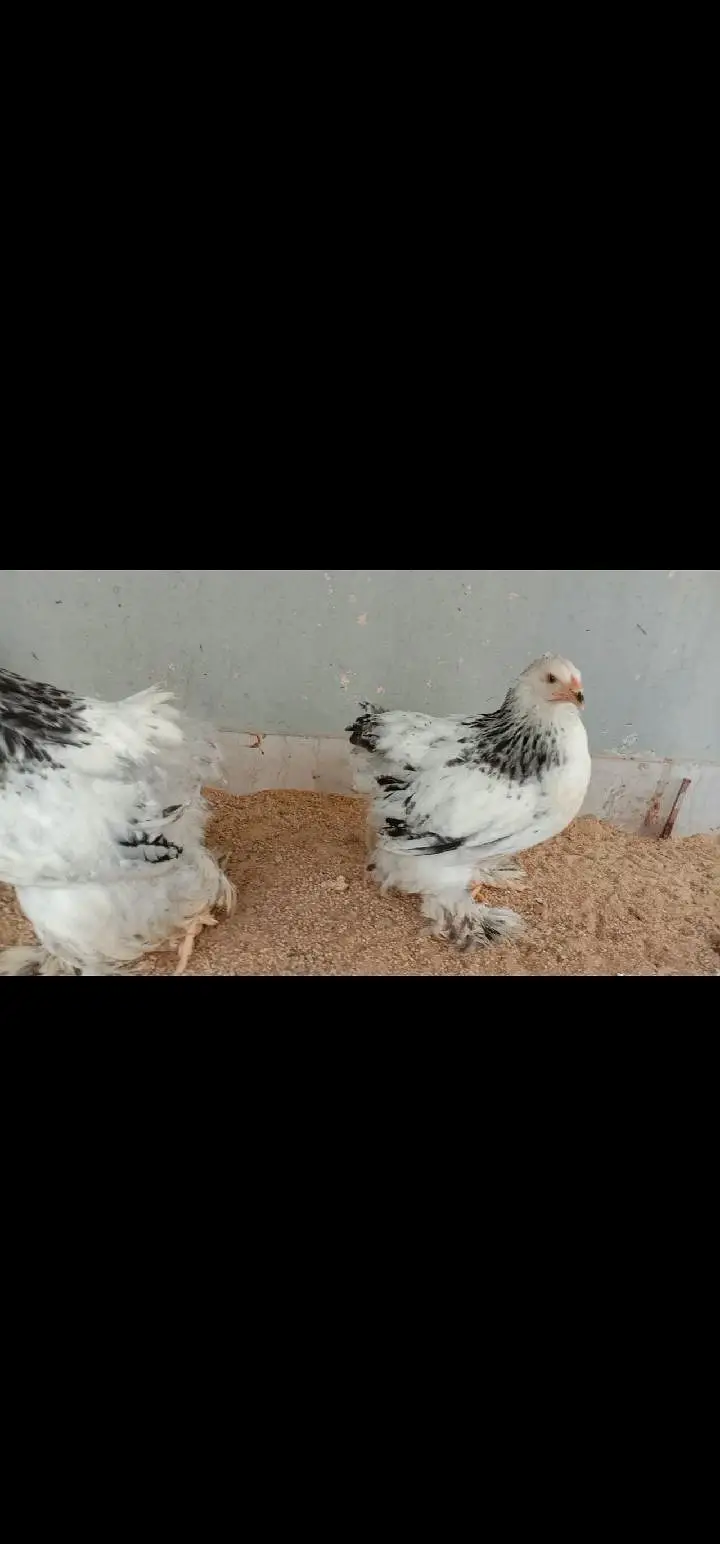 light Columbian Brahma — photo 4