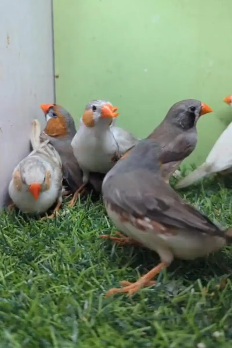 Mutation zebra finches,Half orange zebra finch pair, Grey sharftail — photo 8