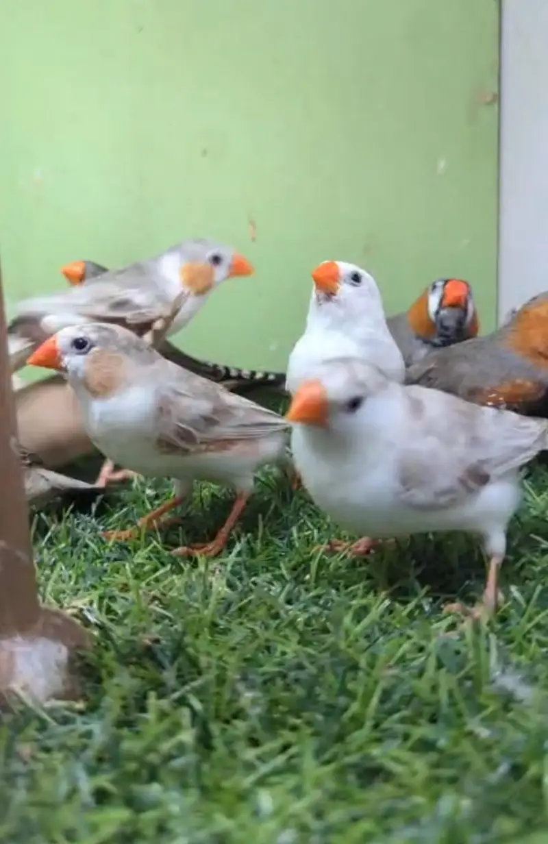 Mutation zebra finches,Half orange zebra finch pair, Grey sharftail — photo 9