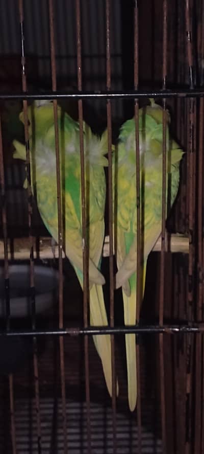 hogoromo budgie for sale