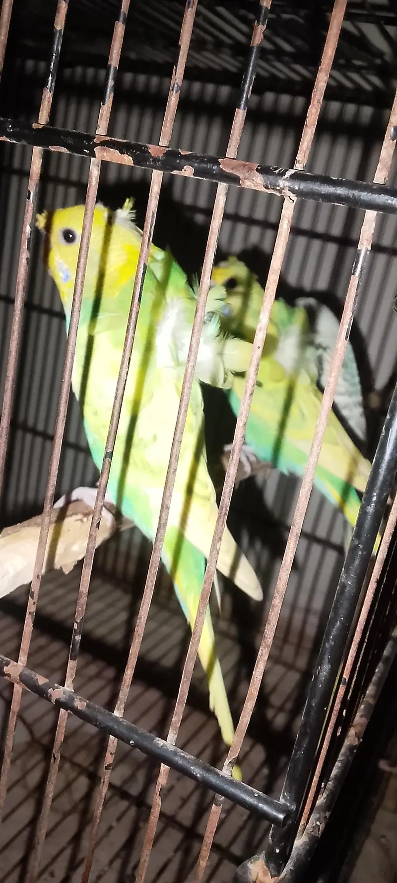 hogoromo budgie for sale — photo 2