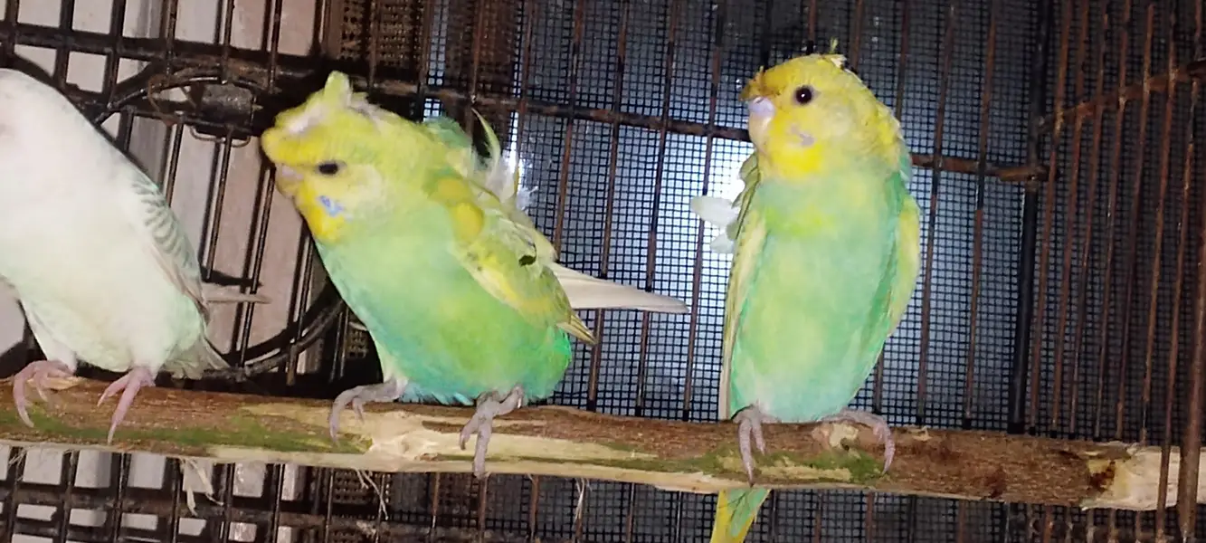 hogoromo budgie for sale — photo 3