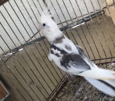 Cocktails breeder pair